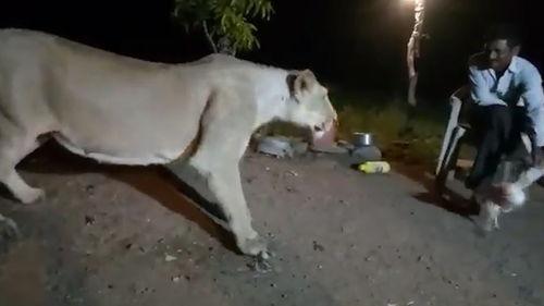 亚洲狮视频拍摄,镜头下的野生王者 亚洲狮视频拍摄,镜头下的野生王者